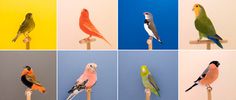 Lukestephenson #birds #photography #colour #minimal
