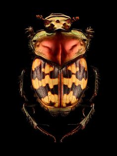 Microsculpture: Insect Portraits Under The Microscope by Levon Biss