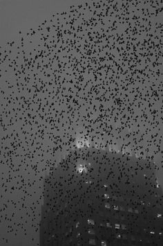 black dots #white #black #bird #and #york #new