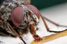 Incredible close-up Macro Photography of Insects by Dalentech #macro photography #insects photography #animal photography