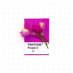 Tiny PMS Match | PICDIT #design #color #pantone #art #colour