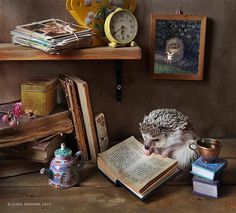Elena Eremina Captures The Secret Life Of Hamsters