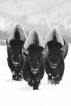 20130213 Flickstop #buffalo #white #black