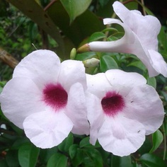 Pandorea Flower Picture