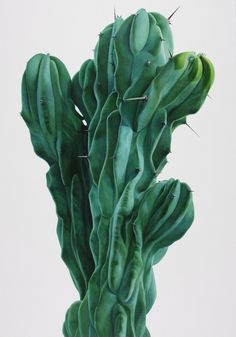 | kimeria: love the texture #cacti #plant