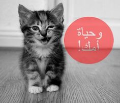 foreverCOLORBLIND #white #arabic #cat #black