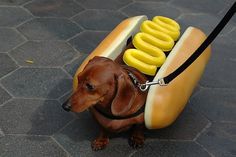 Cute Overload :D #hot #dachshund #walkies #dog