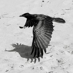 Midnight Marauders #photography #bird