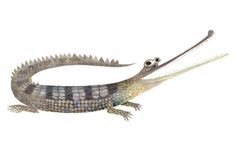 BRENDAN WENZEL / ILLUSTRATION | New work • Prints • and more from NY based Artist / Illustrator Brendan Wenzel. #illustration #animal #crocodile #reptile