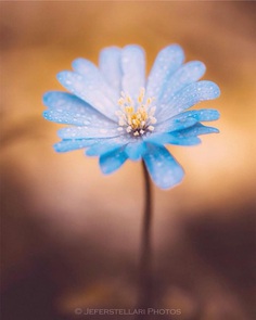 Beautiful Macro Flower Photography by Jeferson Silva Castellari