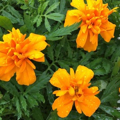 Tagetes Flower Picture