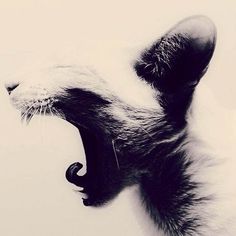 Katia Mi instagram 11 #kitten #photo #cat #yawning #animal