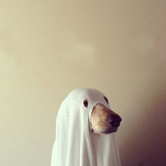 fucktum, thepinesaredancing: maddieonthings: Halloween... #dog