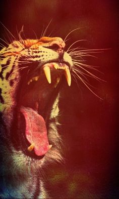 http://lupesoliss.tumblr.com/post/14035357087 #tiger #photography