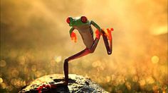 Frog Macro Portrait #inspiration #photography #macro