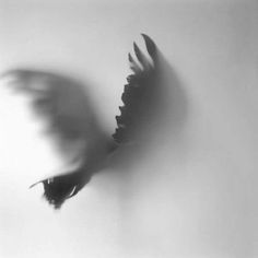Crow #white #black #bird #feathers #photography #crow