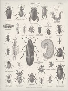 1882 Coleoptera Beetles Cockchafer Water Beetles Glowworms Engravings : Pictorial Gems! #beatles #coleopter #white #insects #black #and