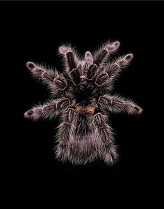 Guido Mocafico's "Aranea"... Lasiodara paraphybana (A2), 2003 #tarantula #spider #arachnid #photography #arachnophobia