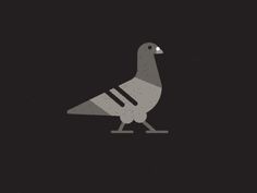 #gif #pigeon