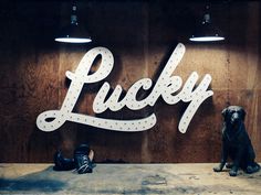 Lucky, sign, letters, dog