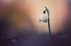 #floral_shots: Beautiful Macro Flower Photography by Christian Mu