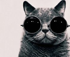 Meow | Colossal #glasses #photography #cat