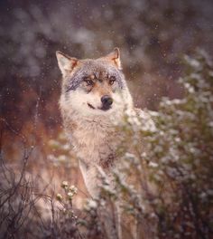 Wildlife Finland: Wild Gray Wolfs, Wolverine and Birds by Niko Pekonen