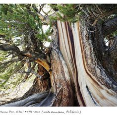 The Oldest Living Things in the World by Rachel Sussman #inspiration #photography #nature