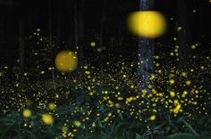 Magical Long-Exposure Firefly Photos Go Viral | Raw File | Wired.com #firefly