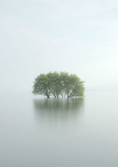 { i n s p i r a r e } #trees #photography #landscape #water #ocean #flood #calm