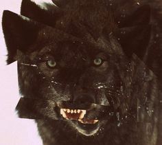East Coast Bred #growl #wolf #black #broken