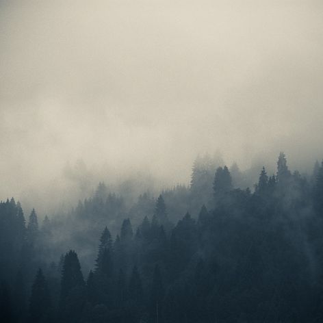 photography, nature, mood board, tree, and forest image inspiration on ...