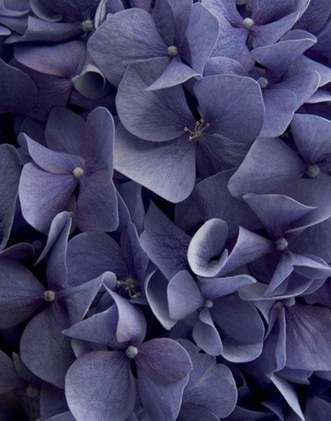 Серо фиолетовый цветы. Сиреневые цветы. Сине фиолетовые цветы. Серо сиреневые цветы.