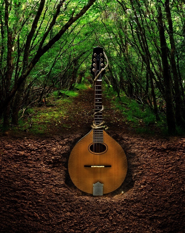 growing guitar #grow #guitar #instrument #plant
