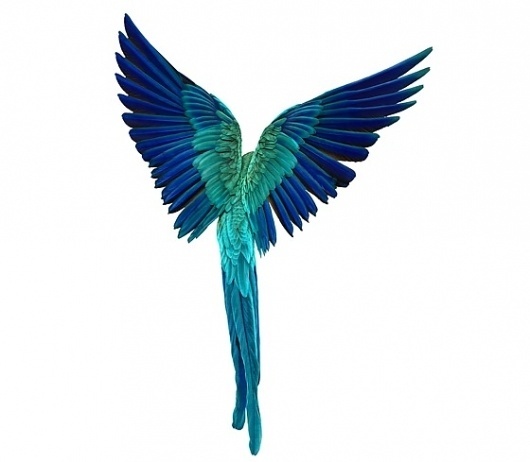Andrew Zuckerman 'Bird' Series | Trendland: Fashion Blog & Trend Magazine #zuckerman #andrew