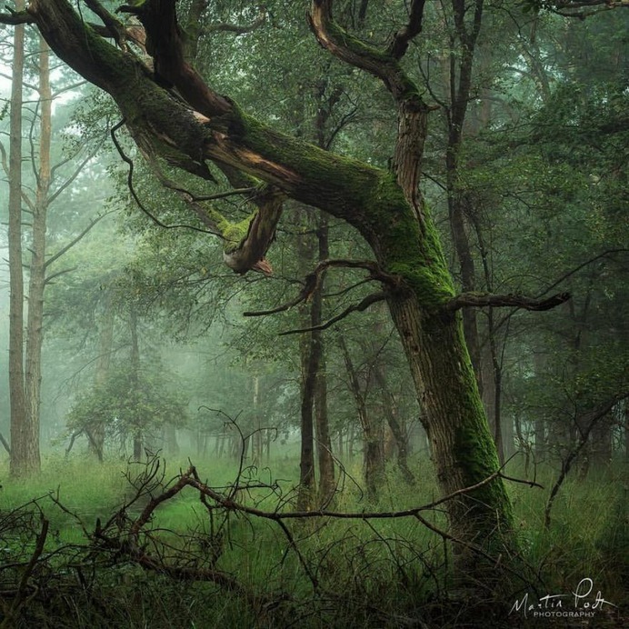 Absolutely Magical and Beautiful Forest Photography by Martin Podt