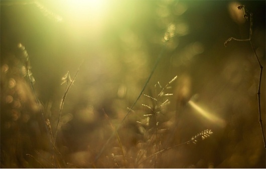 Bernat's Showcase #photography #macro #bokeh