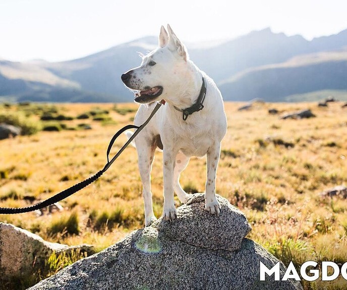 MAGDOG: Magnet Activated Dog Collar, Harness, and Leash System
