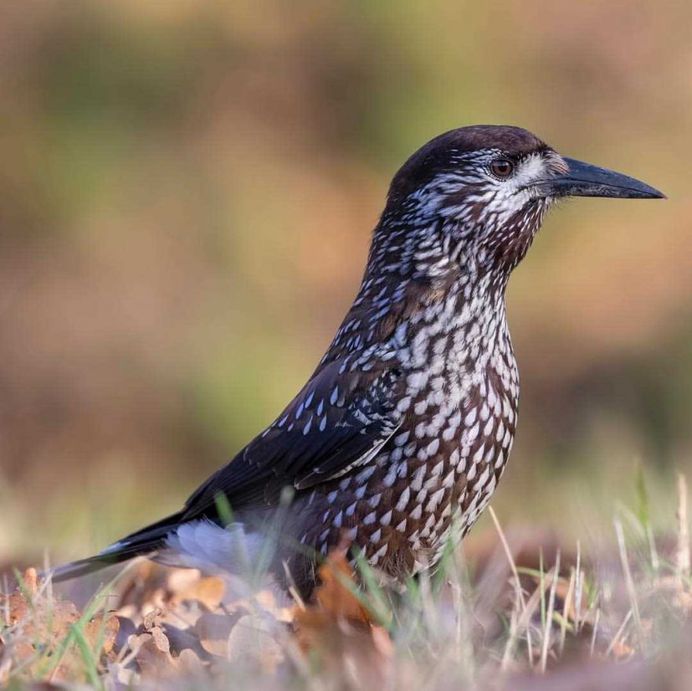 #planetbirds: Colorful Birds Photography by Rob van Mourick