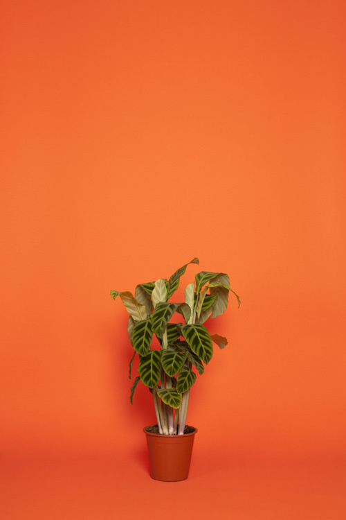 1 #plant