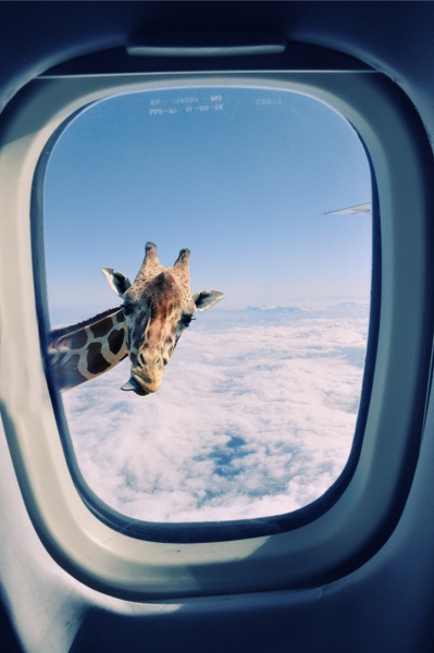 (staycalmandcarryon: detention: my blog will...) #window #flying #giraffe #airplane