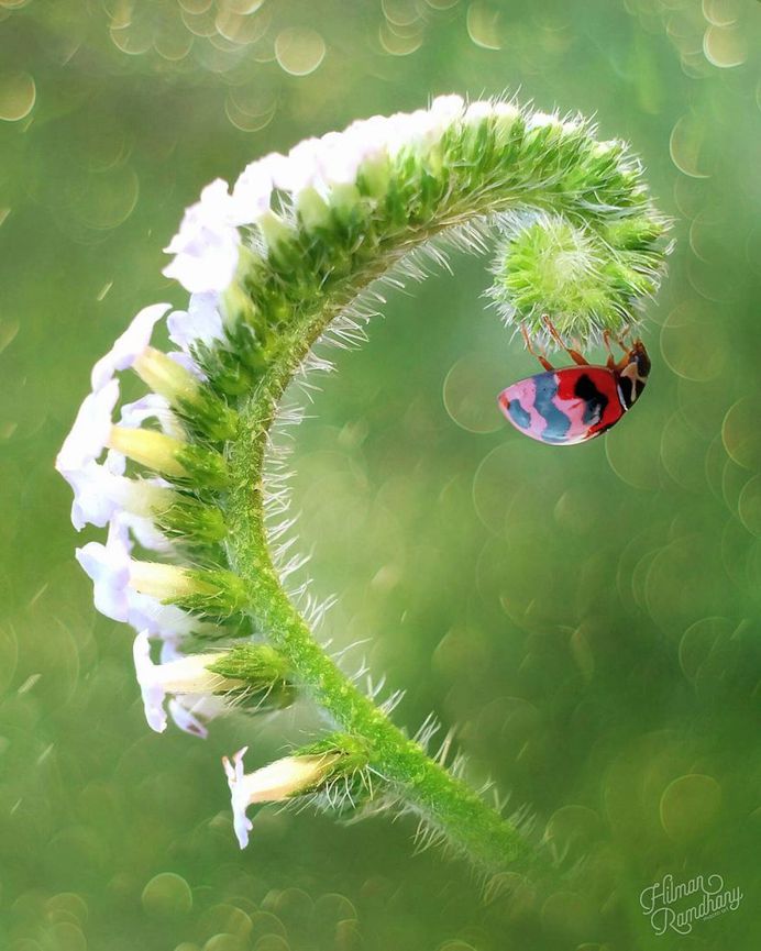 Insanely Detailed Macro Photos Of Insects by Hilman Ramdhany