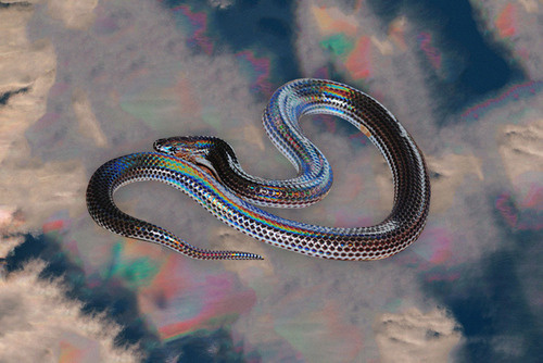 http://off-the-wall-b.tumblr.com/tagged/animalistic #animal #snake