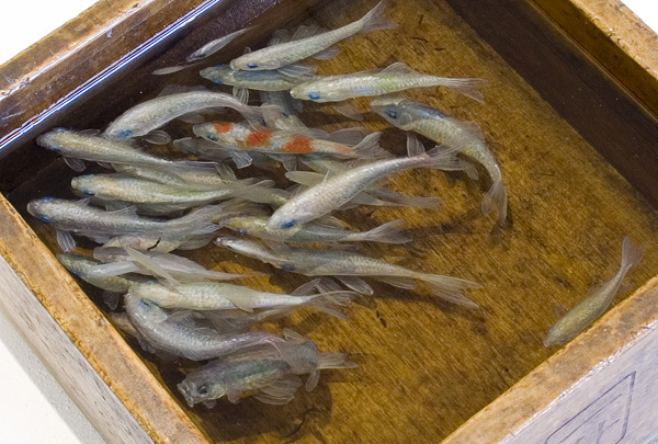 Wonderful Detailed 3D Fish Paintings