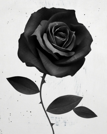 Designersgotoheaven.com -Â Fabric Rose by Ruben... - Designers Go To Heaven. #rose #black