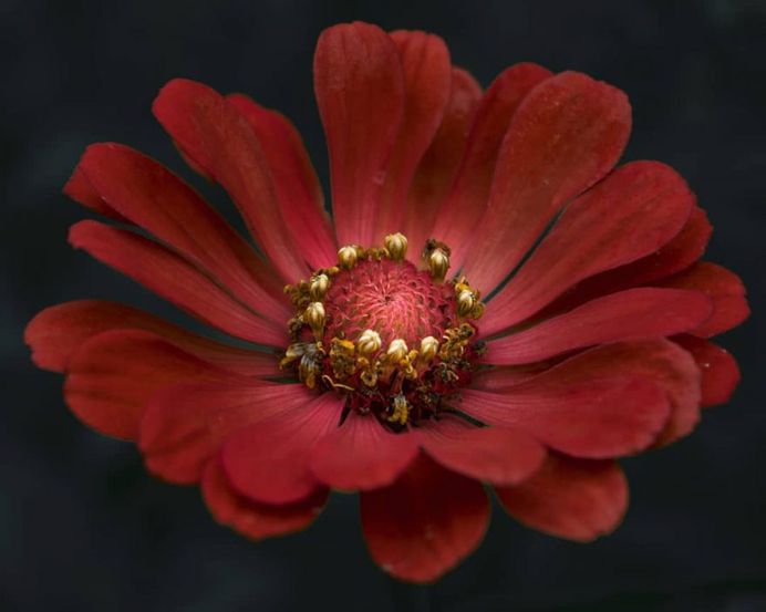 Close up flower picture by Ana