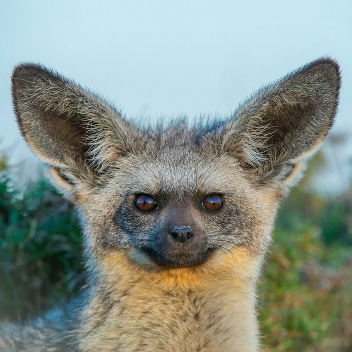 Awesome Wild Animals Photography by Daniel Rosengren