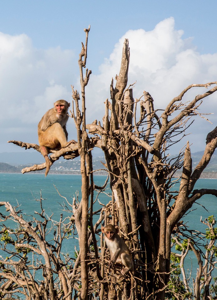 Primal Fear: Can Monkeys Help Unlock the Secrets of Trauma? - The New York Times
