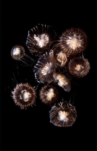 Google Image Result for http://amandatasse.com/blog/wp-content/uploads/2010/02/Guido-Mocafico7.jpg #jellyfish #photography #guido #mocafido