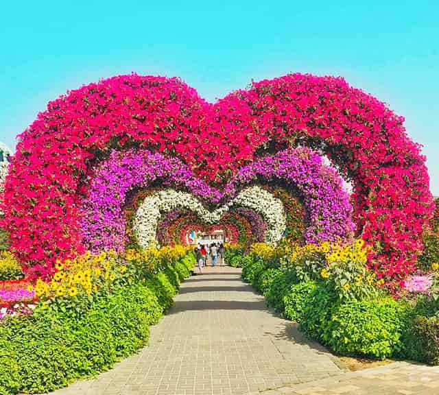 The Dubai Miracle Garden is one of the biggest flower gardens in the world. The garden displays more than 50 million flowers and more than 1000 creative floral themes. Dozens of these floral themes are actually mega floral themes.